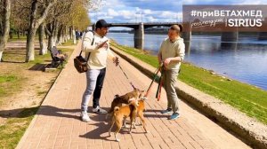№40. Секрет породы. Басенджи