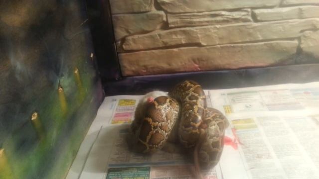 тигровый питон ест крысу, tiger python eats rat смотреть онлайн