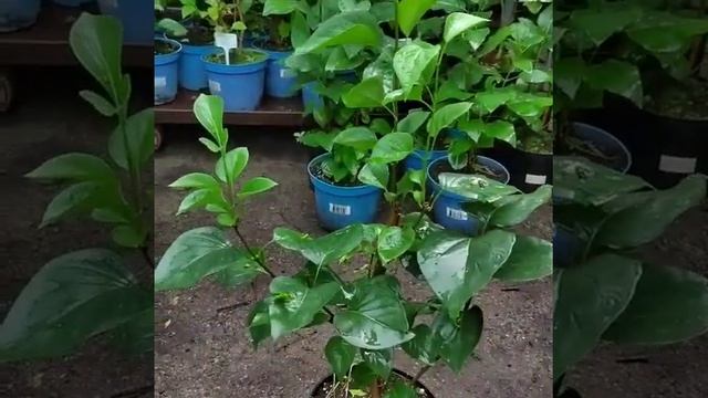 Сирень, красивые сорта #сирень #купитьсирень смотреть онлайн