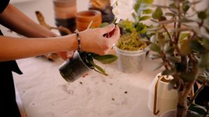 Пересадка орхидеи на дерево