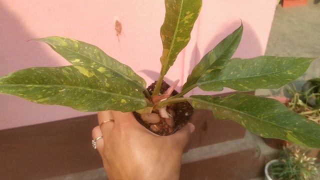 Plants shopping video/New plants shopping/ @SwaraGTheGardener #plantshopping смотреть онлайн