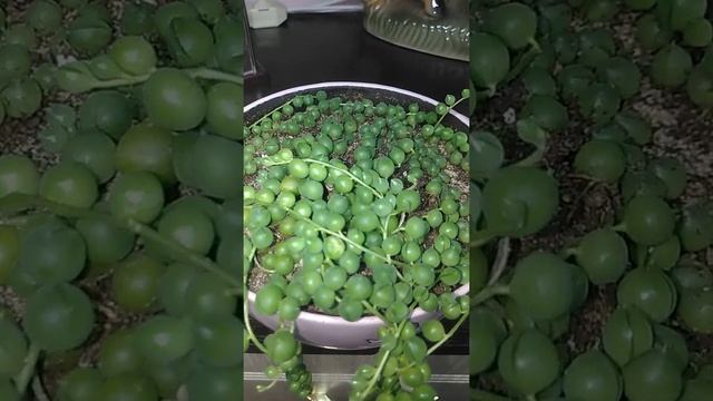 Крестовник Роули смотреть онлайн