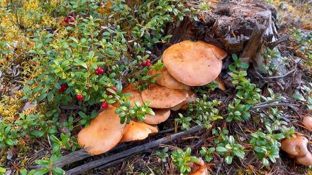 Все о Финляндии | Финляндия | Тампере | Турку | Хельсинки | история | культура | интересные факты смотреть онлайн