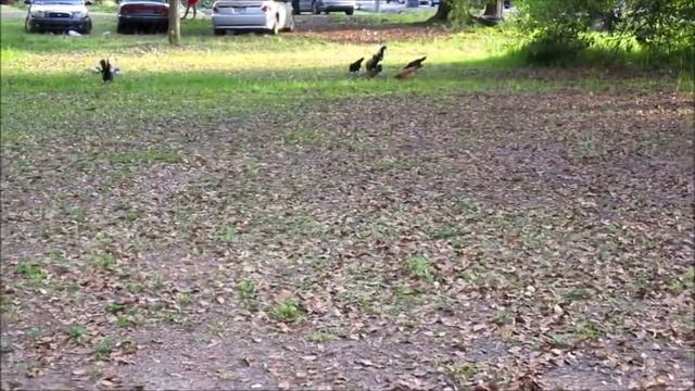 Ashlynn Having Fun In Her New Blue Dress And Teddy Bear Gerber Shoes смотреть онлайн
