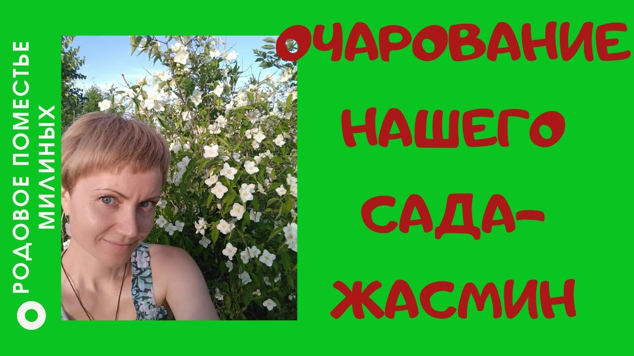 Чубушник- жасмин садовый. Ароматный обильноцветущий кустарник..mp4