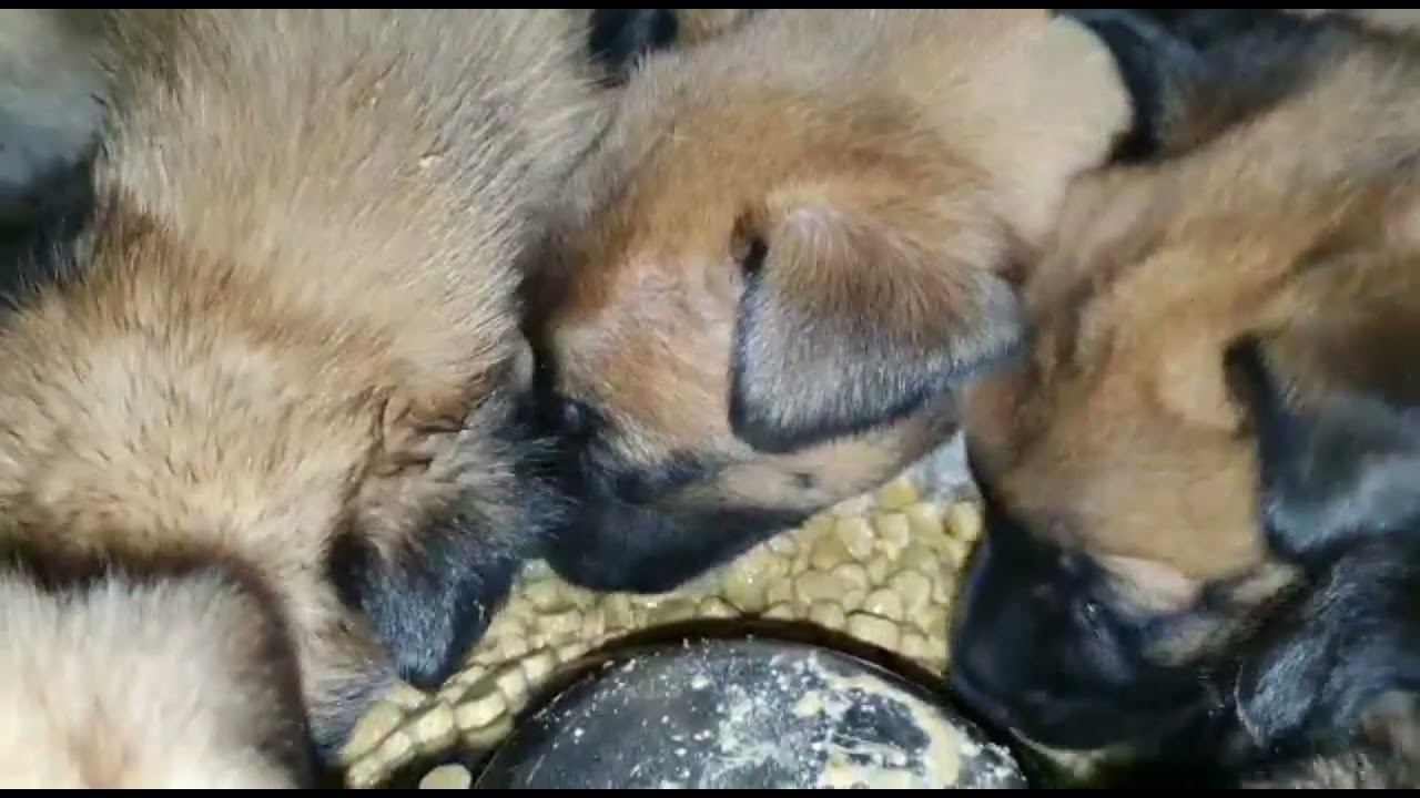 Probalance Starter смотреть онлайн