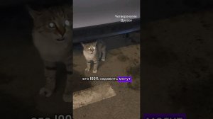 Выбросили котенка в поземку где я ее чуть не задавила, лезет под машины. Малышка ищет дом