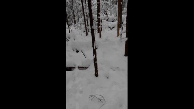 Охота на куницу капканами. сезон 23-24г. НАГЛАЯ ЛИСА. смотреть онлайн