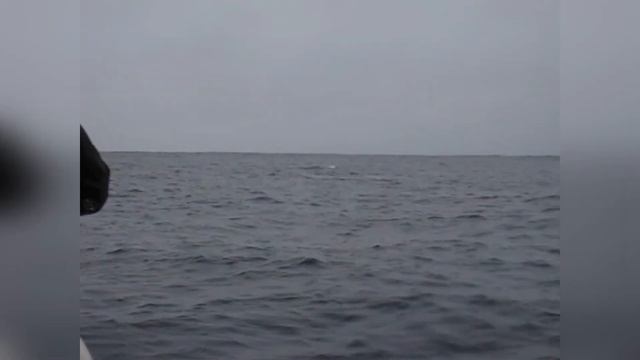 Нырялка с дикими косатками. STAHANOV2000 . Норвежское море. смотреть онлайн