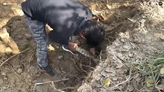 jcb khudai ke dauran mile 3 python saanp! dekhiye inko kaise bahar nikaala gaya! смотреть онлайн