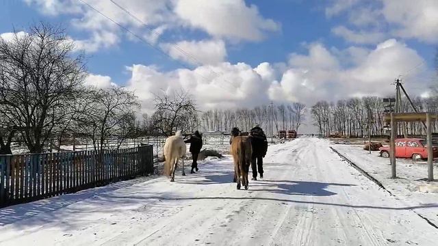 Лошади в бегах!! смотреть онлайн