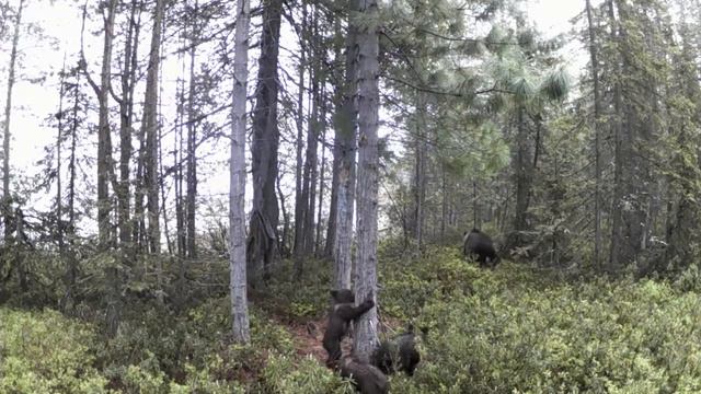 Детство трёх медведей в Кандалакшском заповеднике. Видео Василия Вощикова смотреть онлайн