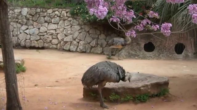 Сафари смотреть онлайн