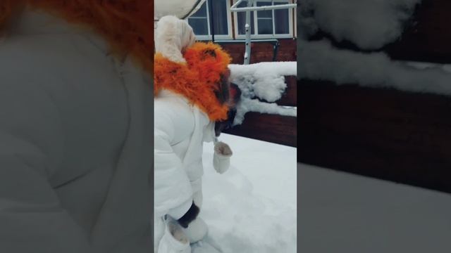 обезьяна Мотя ...Вышла встречать Новый год!)))? смотреть онлайн