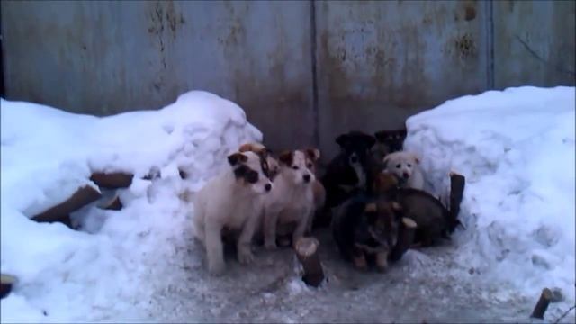 Собаки Бездомные дворовые щенки 31 декабрь 2014 смотреть онлайн