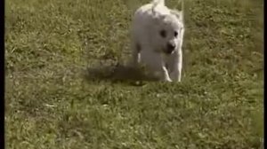 ЗОЛОТИСТЫЙ РЕТРИВЕР (ГОЛДЕН-РЕТРИВЕР)