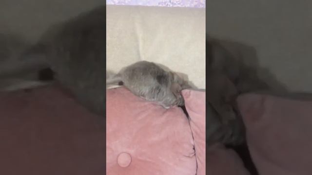 Шиншилленок малыш Персик, светлая пастель смотреть онлайн