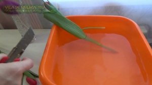 2 Секрета, чтобы тюльпана дольше стояли в воде