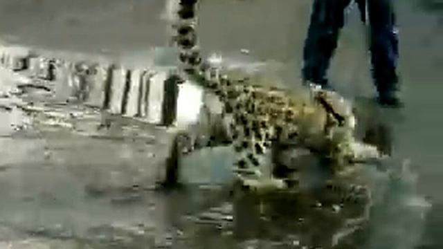 Гибридная порода кошек — ашера ^__^ смотреть онлайн