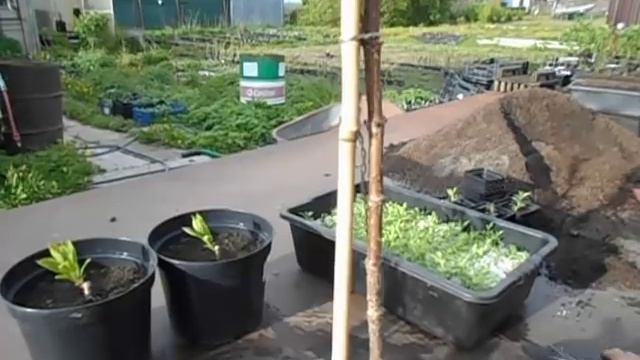 Формирую штамбовую гортензию. смотреть онлайн