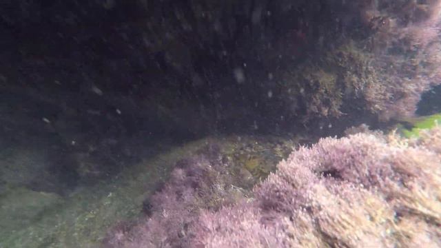 Прибрежные обитатели самого южного залива Чёрного моря, где – то в заповеднике Крыма. смотреть онлайн