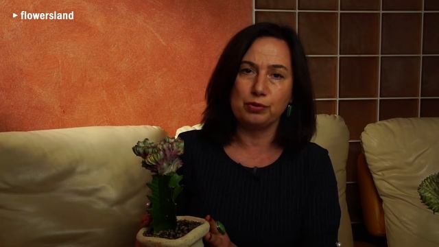 Эуфорбия лактея кристата смотреть онлайн