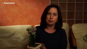 Эуфорбия лактея кристата