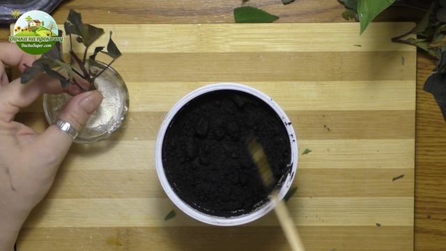 Укоренение черенков декоративных растений смотреть онлайн