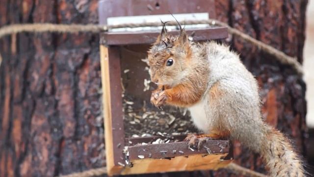Кормушка для белки - ваше хорошее настроение! смотреть онлайн