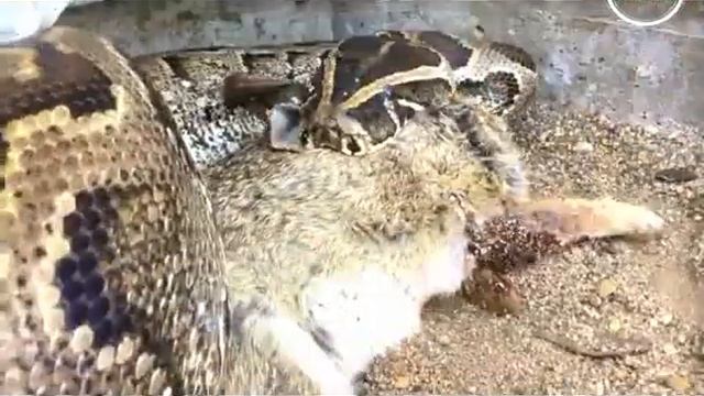 African Big Rock Python tries to Enter Home--2020 смотреть онлайн