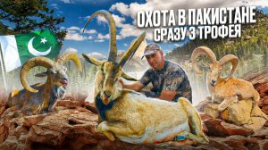 Трофейная охота в Пакистане / Пенджабский и Белуджистанский уриал и Синдский козёл  | [8K]