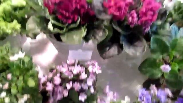 выставка фиалок 11 15 января 2022 смотреть онлайн