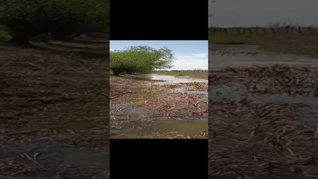 Вобла / измерения.