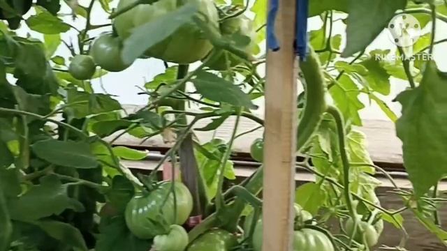 Сибирь. Обзор томатов. Нравятся - не нравятся! смотреть онлайн