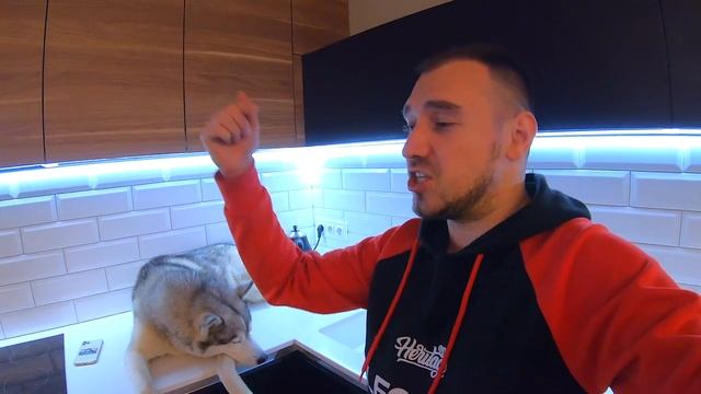 ВАУ! Собака разговаривает / Хаски и маламут отвечают на вопросы