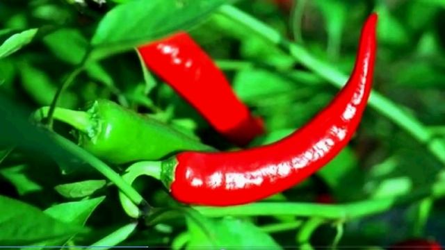 Горький перец является одним из самых сильных антибиотиков. смотреть онлайн