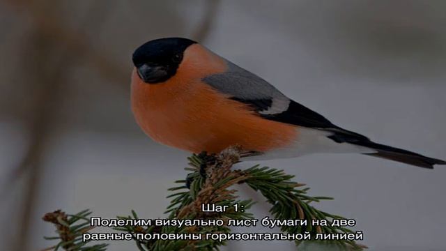 Как нарисовать снегиря карандашом поэтапно для детей и начинающих? Как нарисовать снегиря на ветке. смотреть онлайн