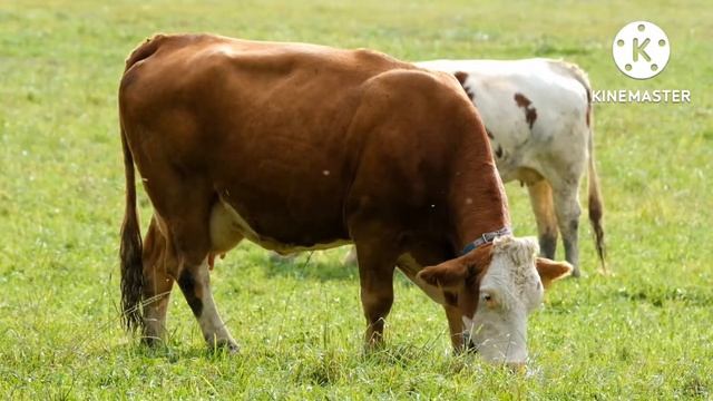 Домашние и дикие животные/ корова/ лев/ панда/ змея/ акула/ смотреть онлайн