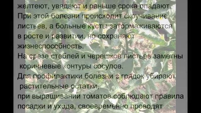 Вредители и болезни помидор / томатов смотреть онлайн