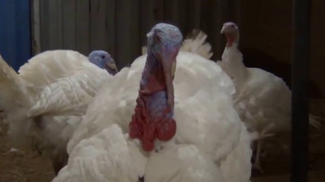 Взрослые индюки, красавчик распушил перья. Загон с индейкой, птица на мясо. смотреть онлайн