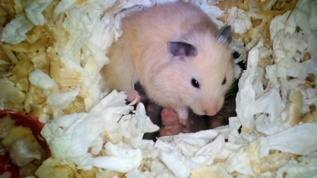 Как определить беременность у хомяка? Уход за беременной самкой смотреть онлайн