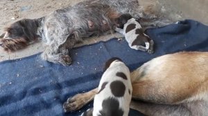 Щенки дратхаара