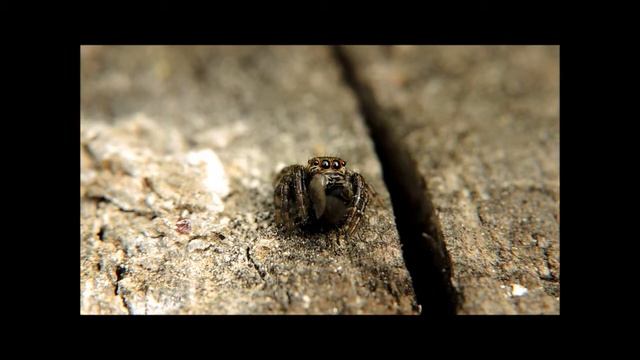 паук-скакунчик смотреть онлайн