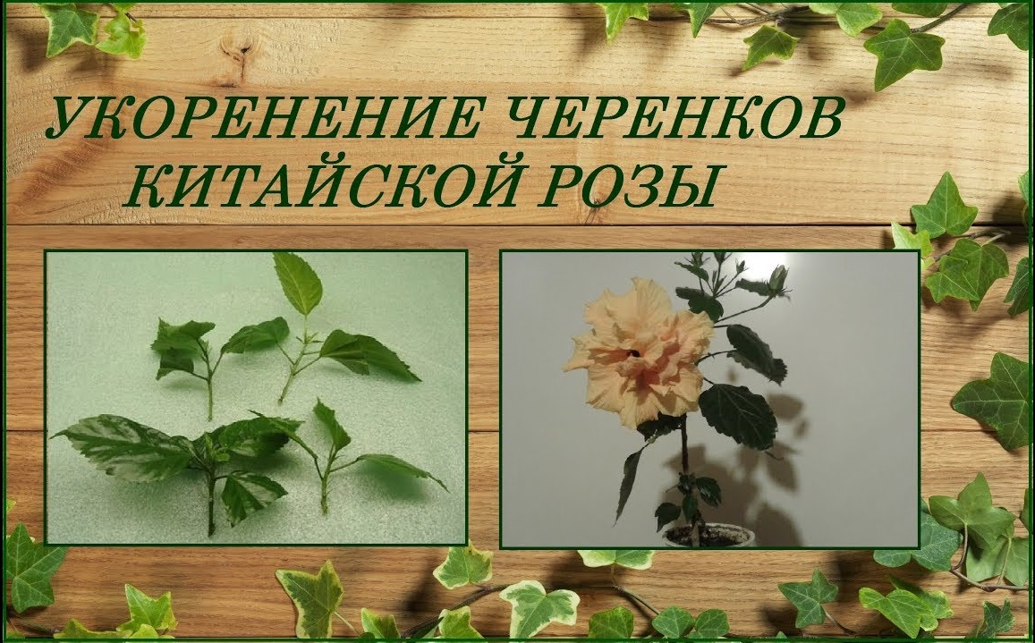 Комнатная роза гибискус китайский укоренение черенков простой способ смотреть онлайн