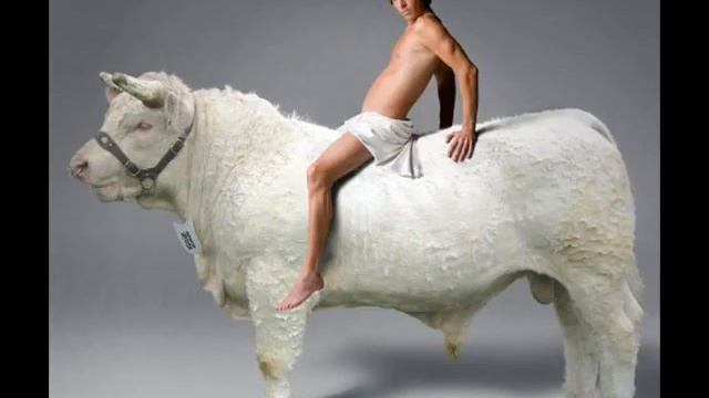 funny photoshop animals and people смотреть онлайн