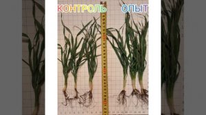 СПРИНТАЛГА 0,5л/т 👍