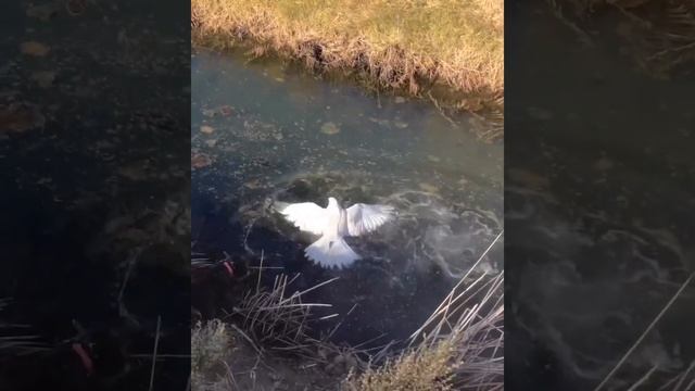 белый сокол балабан смотреть онлайн