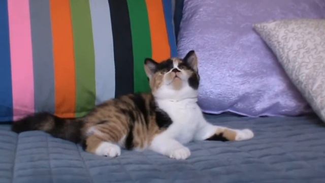 Bastet-a-tet Jessica (Британский котенок) смотреть онлайн