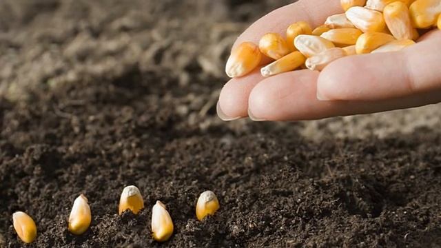 "Осень..Каждый год она приходит неизменно.." Песня христианская.. исп.Шинкарева Светлана смотреть онлайн