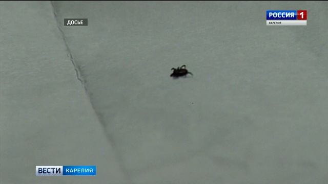 В пяти районах Карелии не было зафиксировано ни одного укуса клеща